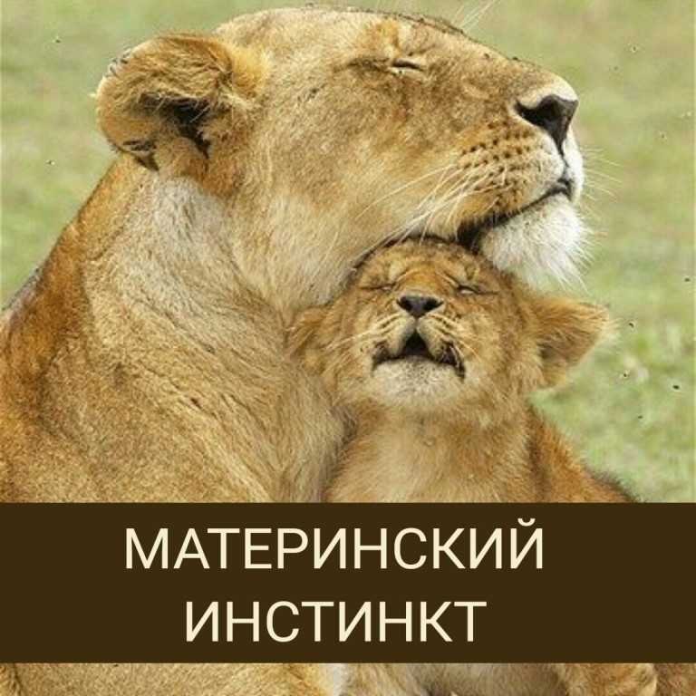 Животное на мат. Инстинкт. Инстинкты животных. Материнский инстинкт у человека. Материнский инстинкт у животных.