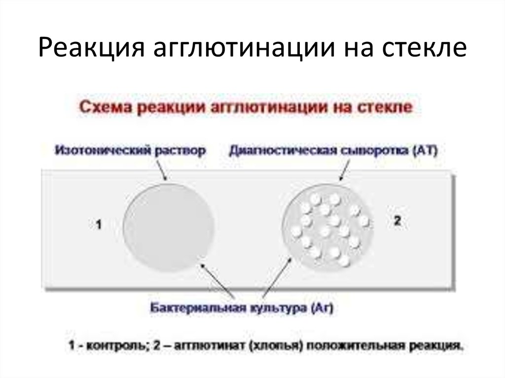 Реакция агглютинации микробиология схема