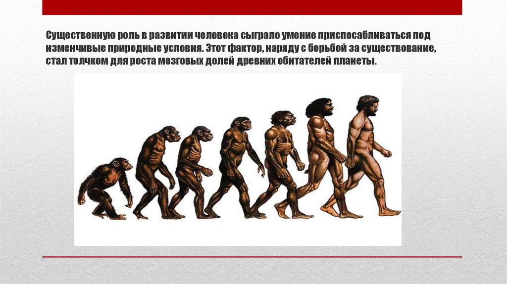 Человек стал человеком благодаря. Ведущую роль в эволюции человечества играют. Роль они сыграли в развитии человечества. Условия становления человека. Что такое Эволюция человеческим языком.