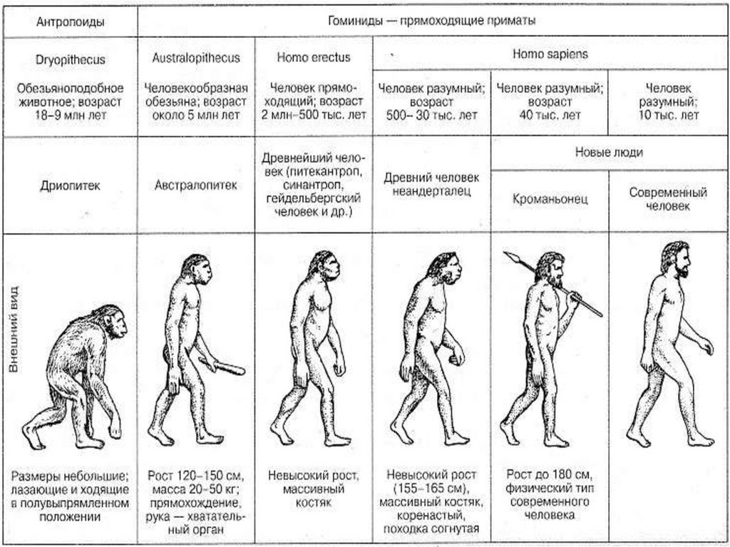 Этапы эволюции человека 9 класс биология презентация