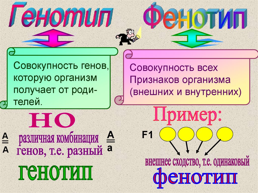 Карта фенотипа пример