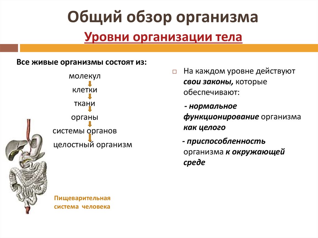 Отметьте изображение на котором виден данный уровень организации