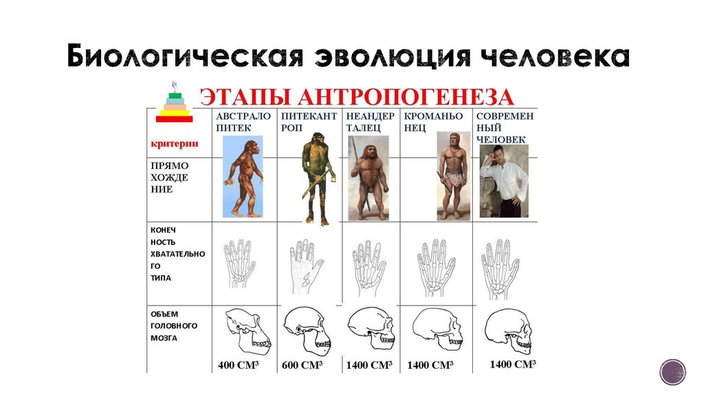 Укажите этапы антропогенеза для каждого из рисунков