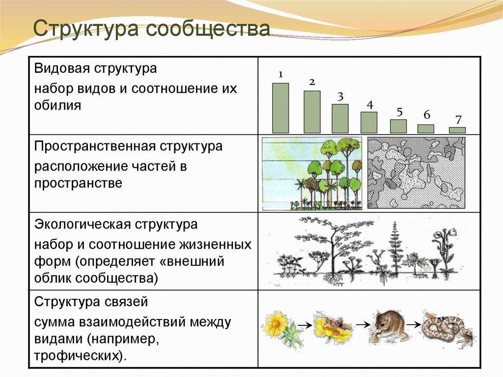 На рисунке изображен связи растения с окружающей средой какое общее свойство