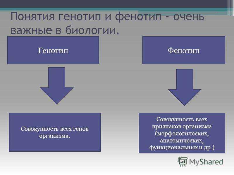 Генотип как понять. Генотип и фенотип. Понятие о генотипе и фенотипе. Генотип пример. Фенотип определение.