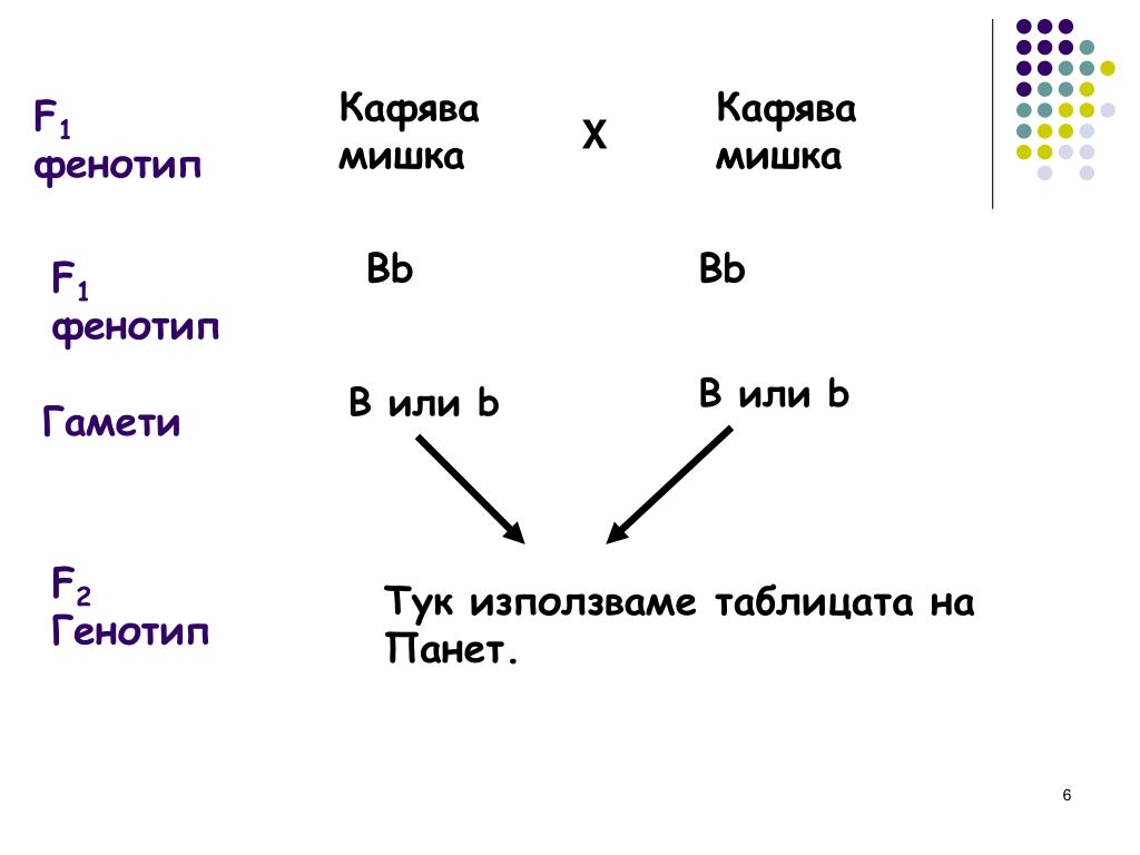 Карта фенотипа пример. Генотип и фенотип. Фенотип обозначение. Фенотип примеры.