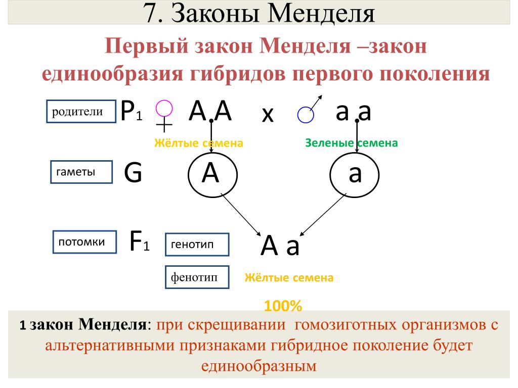 Схема скрещивания 2 закона менделя