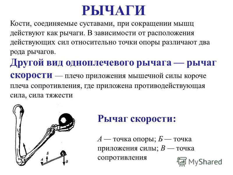 Степени свободы суставов. Рычаги первого и второго рода анатомия. Рычаги первого и второго рода в биомеханике. Рычаги мышц анатомия. Рычаг равновесия анатомия.