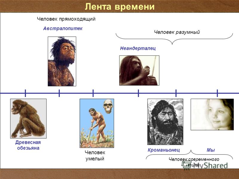 Следующий вид человека. Таблица неандерталец человек разумный. Австралопитек человек умелый человек прямоходящий неандерталец. Человек разумный, прямоходящий, австралопитек. Древние люди линия времени.