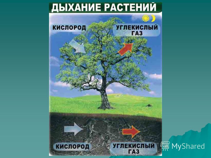 Дыхание растений 3 класс. Дыхание растений. Питание и дыхание растений. Питание растений и дыхание растений. Модель дыхания и питания растений.