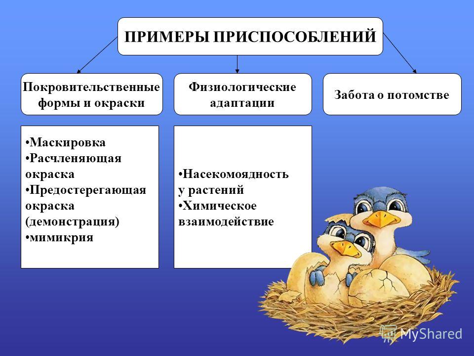 Механизмы приспособления к недостатку воды вида показанного на рисунке являются примером адаптации