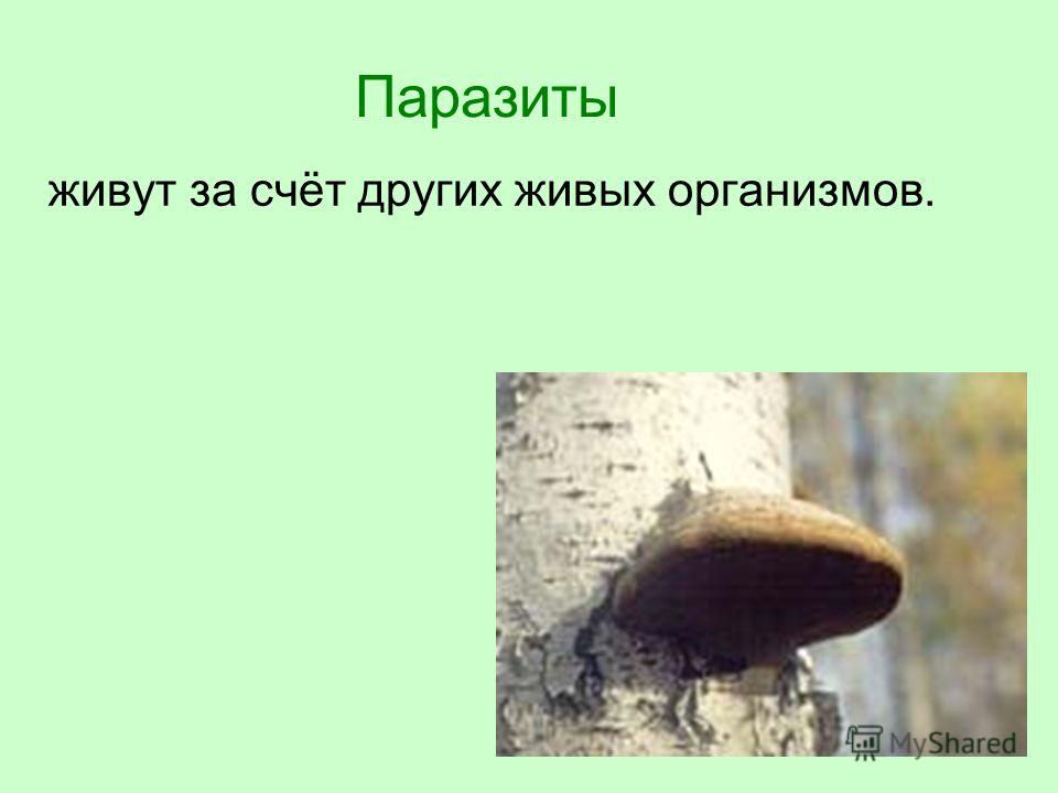 Жил за счет. Размножение трутовиков. Ксилофаги грибы. Гриб трутовик размножение. Живущие за счет других живых организмов.