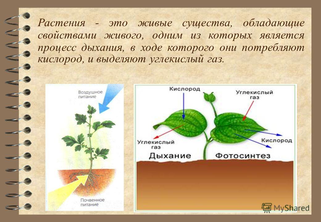 Растения жизнедеятельность дыхание