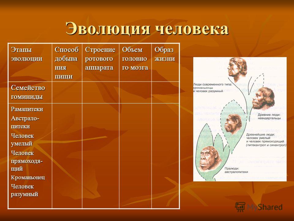 1 стадия человека. Этапы развития человека. Этапы эволюции человека. Этапы развития человека человек умелый. Эволюция человека образ жизни.