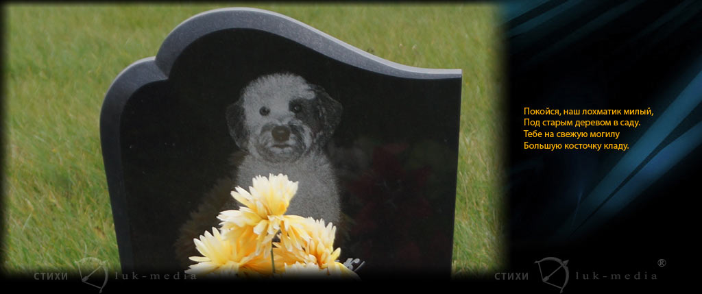 Почему перед смертью собаки