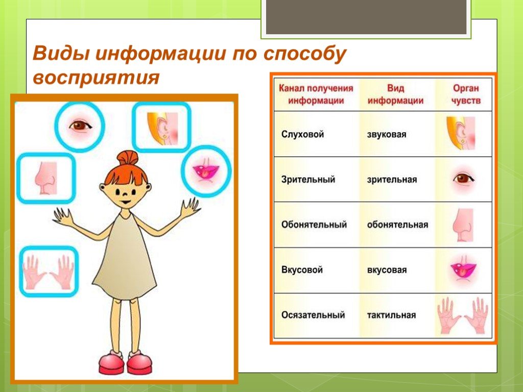 Виды информации по способу ее восприятия человеком. Виды информации по способу воспринимания. Виды получения информации. Канал получения информации виды информации. Виды информации по способу восприятия.